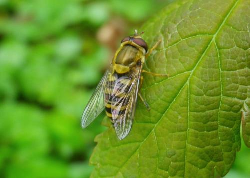 Syrphus sp.